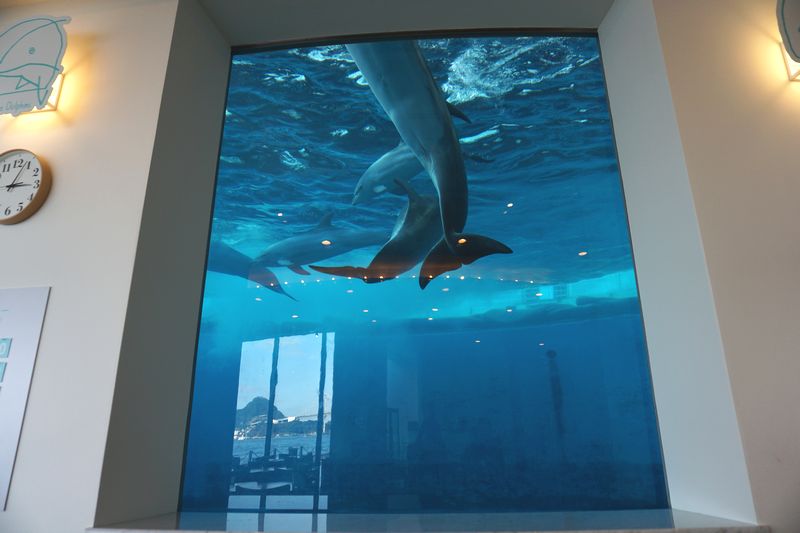 イルカの見えるレストラン　海響館